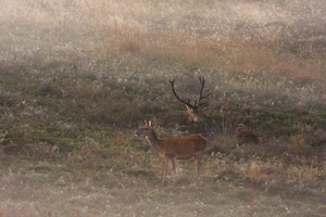 Hirsch ist müde