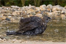 Amsel am Vogelbad