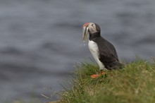 Regnet's bald Fische...