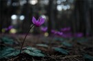 - Morgenstimmung im Pinienwald -