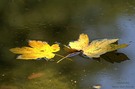 Blätter in See