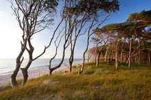 Die Windflüchter am Weststrand des Darss ...