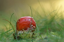 Fliegenpilz