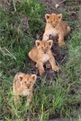 Drei kleine Löwen
