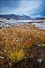 Norway Grass