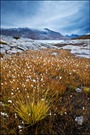 Norway Grass