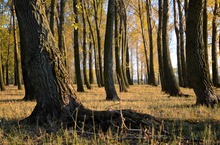 Herbstwald