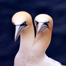 Basstölpel auf Helgoland