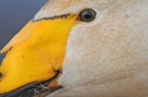 Singschwan Auge in Auge