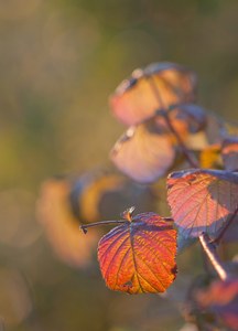 Herbst im Abendlicht