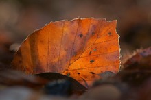 Rotbuchenherbstblatt