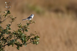 Noerdlicher Raubwuerger (Lanius excubitor)