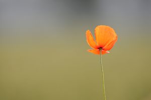 Mohn