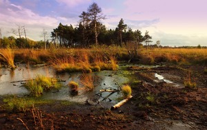 Unterwegs im Moor