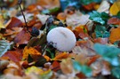 Pilz im Herbstlaub