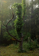 Seltsamer Baum