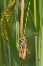 KLeiner ( männlicher ? )  Hüpfer in Kraut und Gras