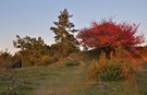 Herbstfeuer im Silberdistel-Paradies