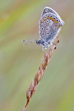 Polyommatus icarus