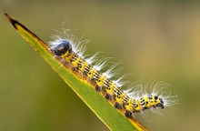 Raupe des Mondvogels