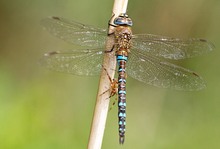 Herbstliche Umarmung, folgenlos