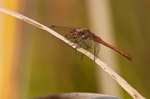 Herbstlibelle