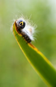 Raupe des Mondvogels II