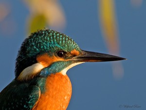 Portrait eines Eisvogels