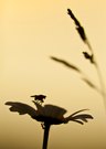 Schattenspiel