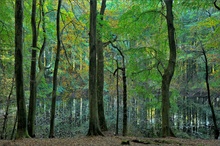 - Herbst im Jasmund-NP -