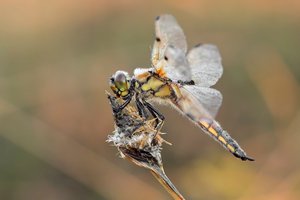 Libellula quadrimaculata