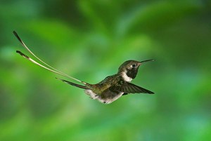 Kolibri (Thaumastura cora)