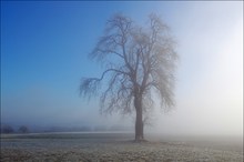 Frostiger Morgen