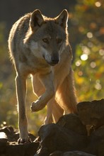 Canis lupus lupus