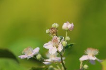 Brombeerblüte im Oktober