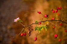 " Herbstliche Hagebutte"