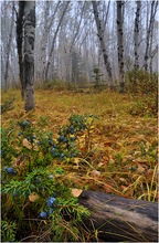 Herbst im Aspenwald