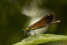 Weibliche Blauflügel-Libelle