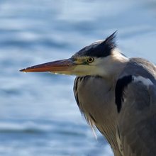 Halbportrait