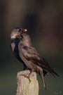 Der Vogel des Jahres 2012 - Corvus monedula