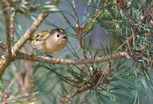 Wintergoldhähnchen