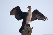 Kormoran (Phalacrocorax carbo)