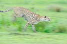 Gepard auf der Jagd bei Regen