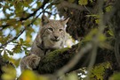 Junger Luchs in alter Eiche