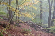 herbstlicher Buchenwald im Morgennebel