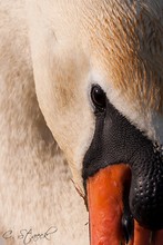 Höckerschwan-Portrait