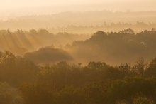 Morgenstimmung über den Baumkronen