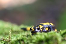 Feuersalamander (Salamandra salamandra)