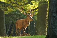 Rothirsch im Herbstwald