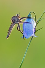 Räuber im abendlichen Streiflicht